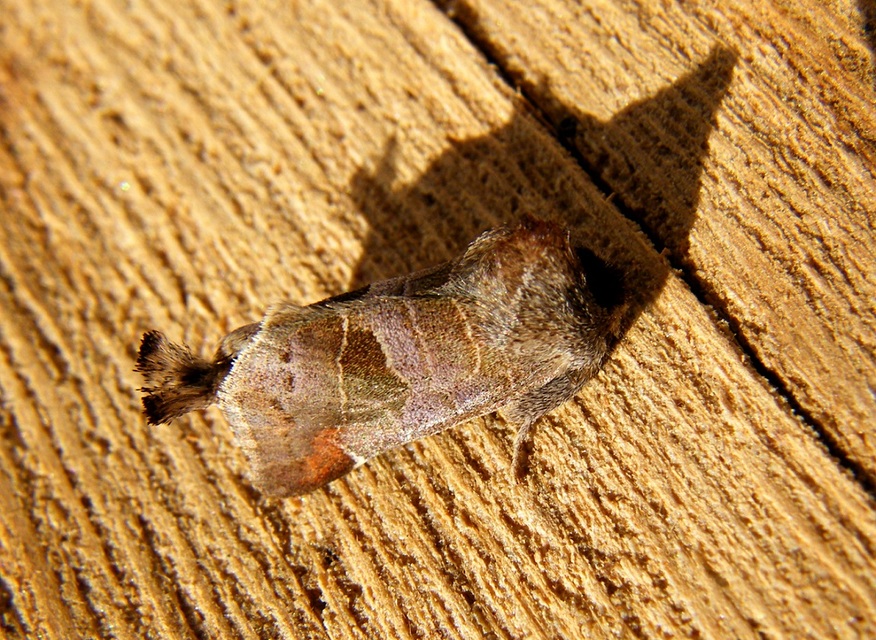 Clostera pigra - apró levélszövő