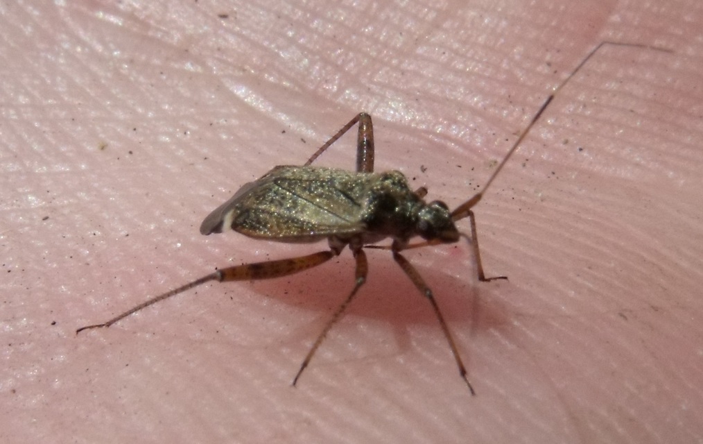 Closterotomus fulvomaculatus - komlópoloska Closterotomus fulvomaculatus - komlópoloska