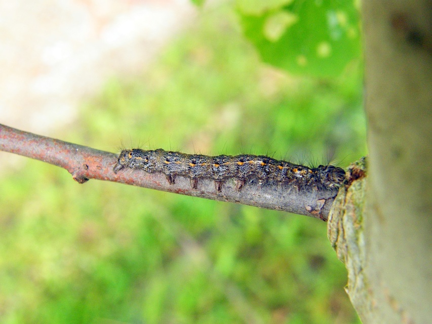 Poecilocampa populi - nyárfaszövő