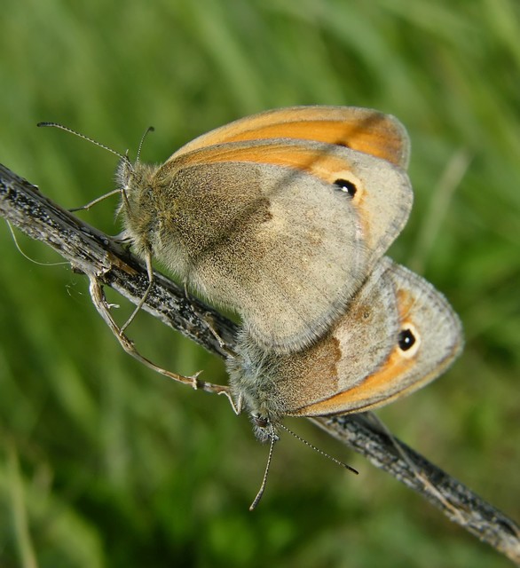 Coenonympha pamphilus - kis szénalepke