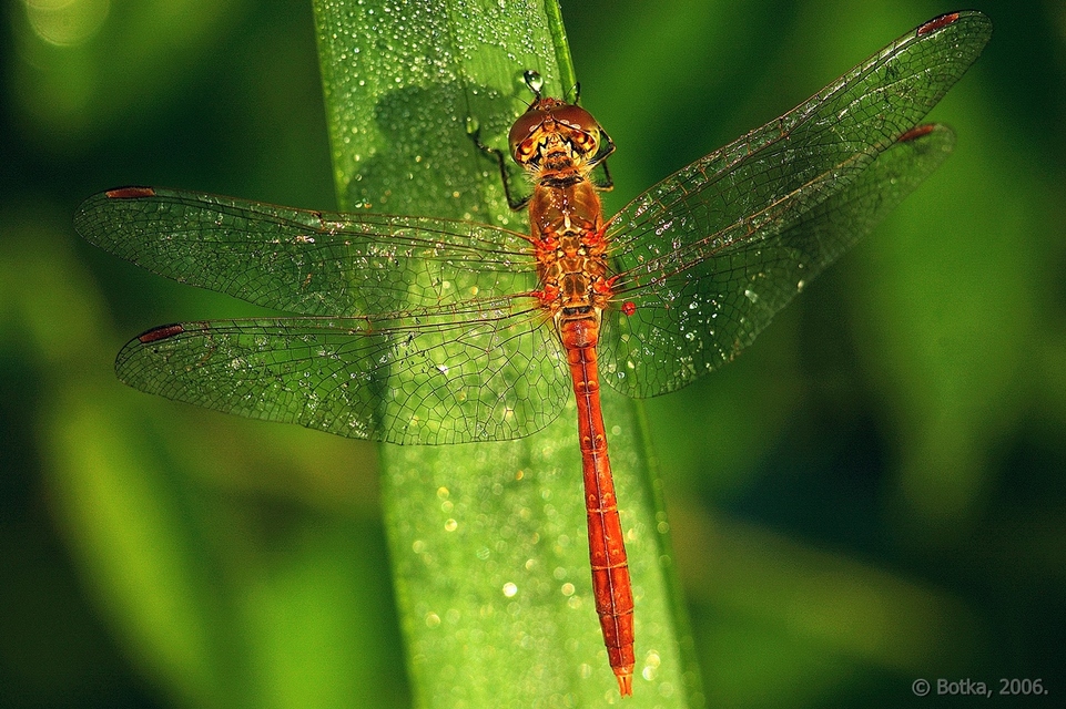 Sympetrum meridionale - fakó katona-szitakötő