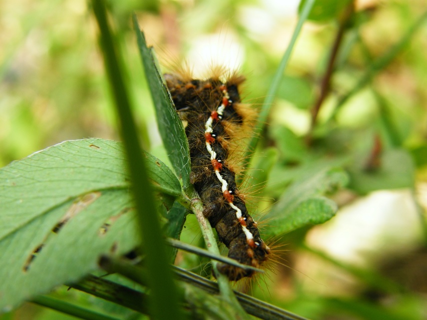 Acronicta rumicis - sóska-szigonyosbagoly Acronicta rumicis - sóska-szigonyosbagoly