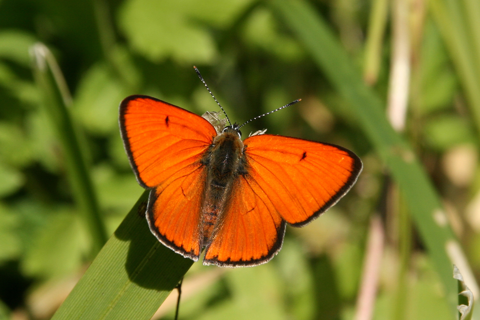 Lycaena dispar rutilus - nagy tűzlepke
