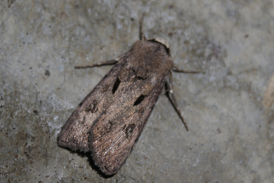 Agrotis exclamationis - felkiáltójeles földibagoly
