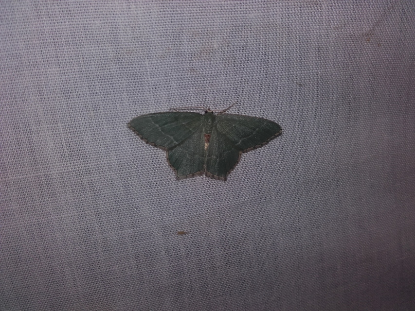 Hemithea aestivaria - nyír-zöldaraszoló