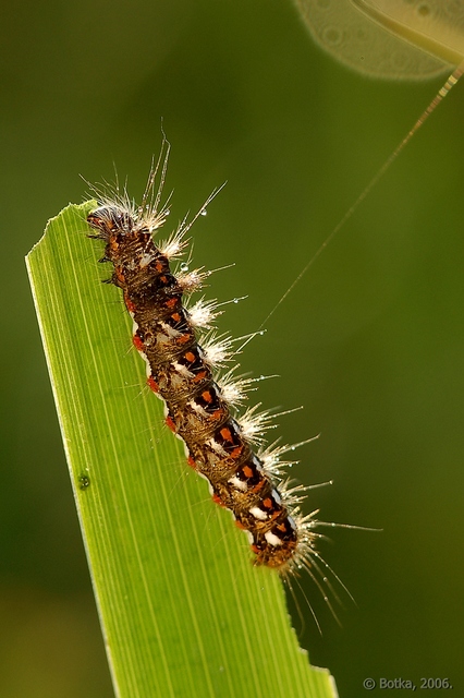Acronicta rumicis - sóska-szigonyosbagoly Acronicta rumicis - sóska-szigonyosbagoly