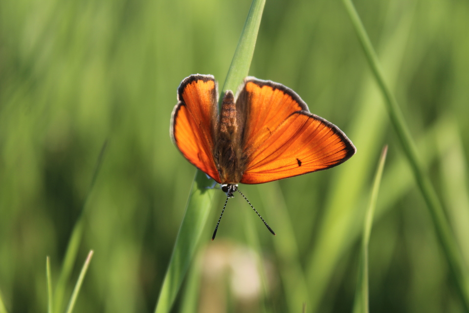 Lycaena dispar rutilus - nagy tűzlepke