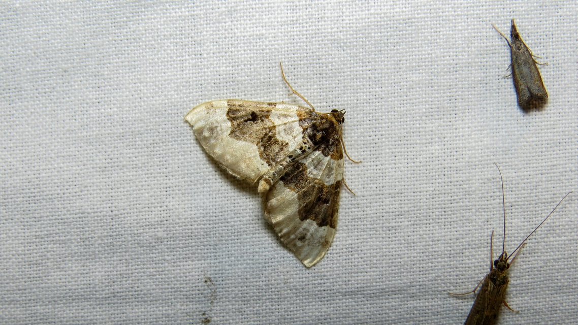 Cosmorhoe ocellata - szemes galajaraszoló