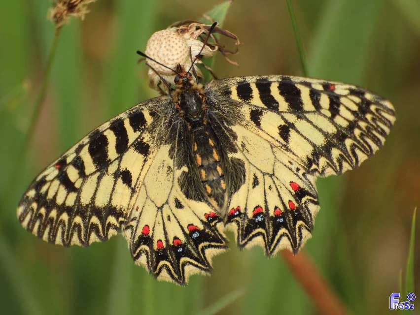 Zerynthia polyxena - farkasalmalepke