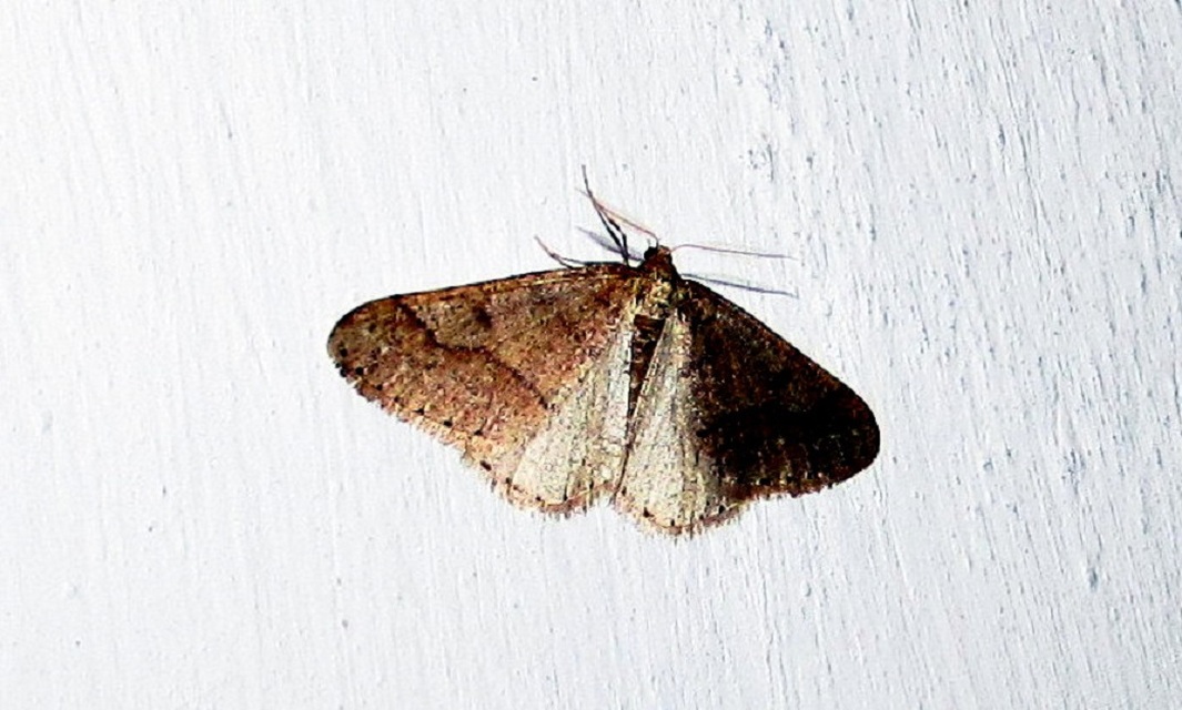 Agriopis marginaria - sárgás téliaraszoló