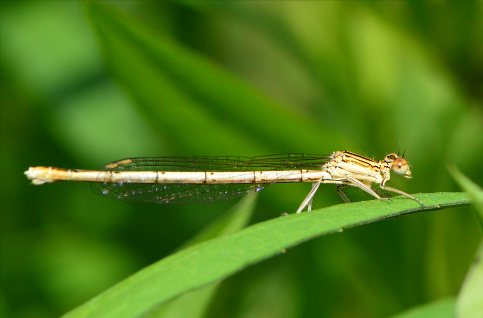 Platycnemis pennipes - széleslábú szitakötő