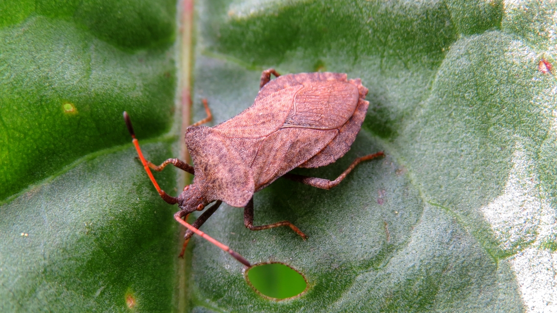 Coreus marginatus - közönséges karimáspoloska