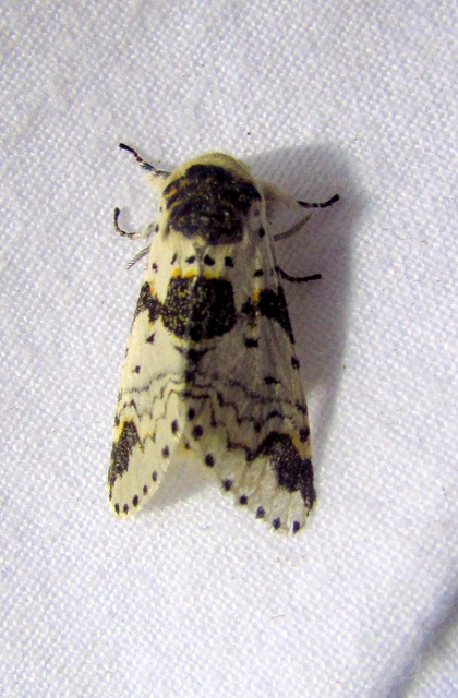 Furcula bicuspis - apáca-púposszövő