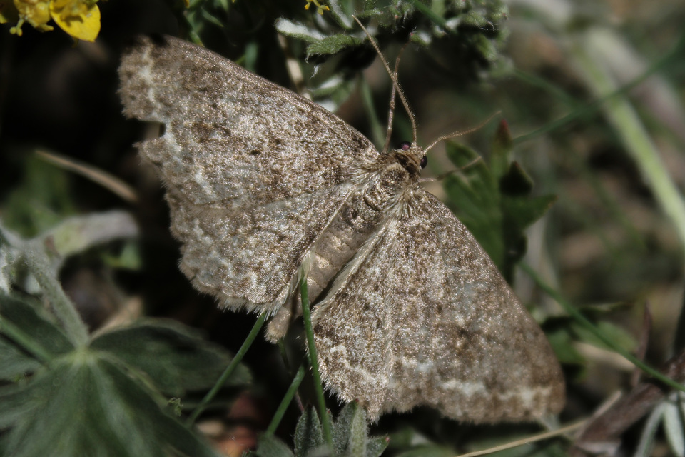 Ectropis crepuscularia - avararaszoló