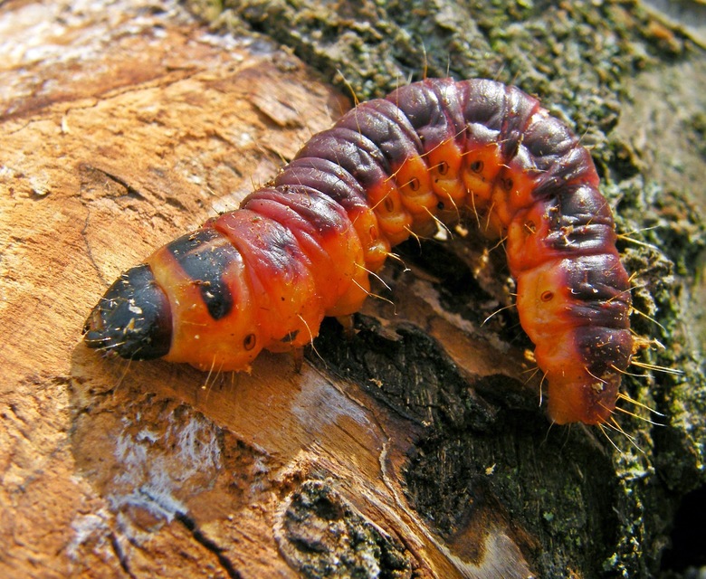 Cossus cossus - fűzfarontólepke