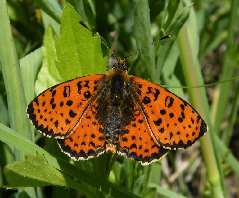 Melitaea didyma - tüzes tarkalepke
