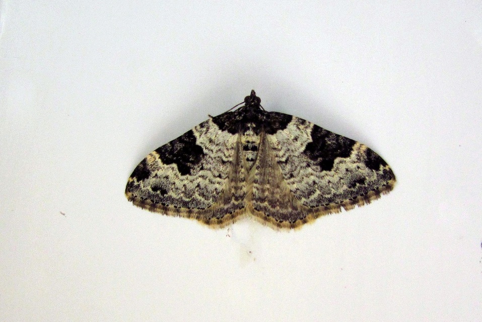 Xanthorhoe fluctuata - közönséges tarkaaraszoló