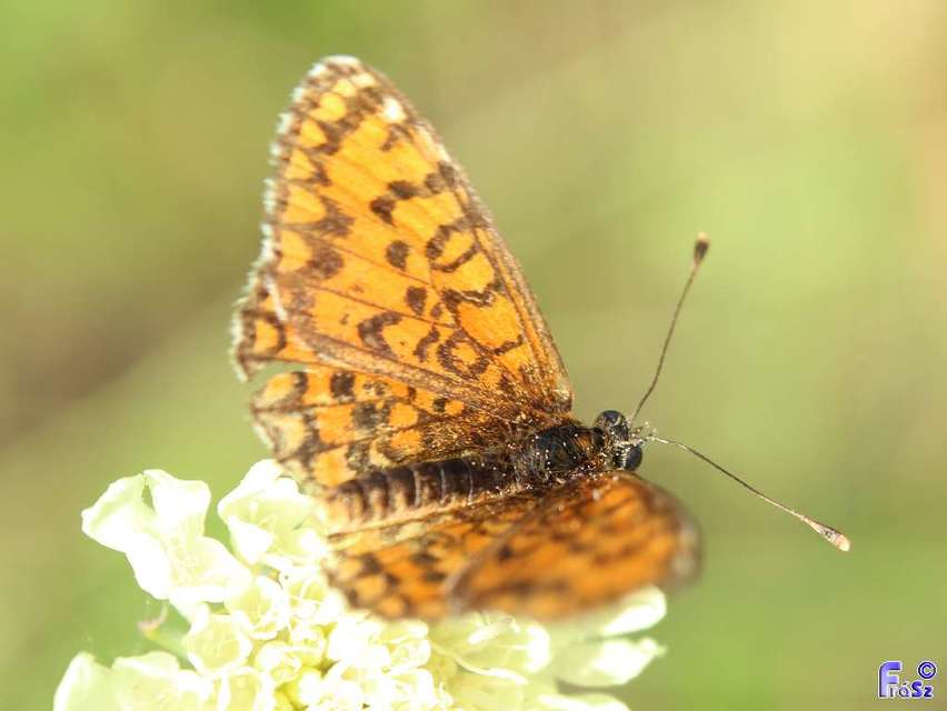 Melitaea trivia - kis tarkalepke