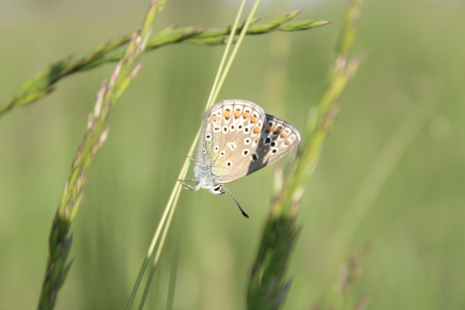 Polyommatus icarus - közönséges boglárka