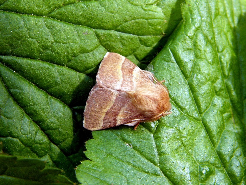 Malacosoma neustria - gyűrűsszövő