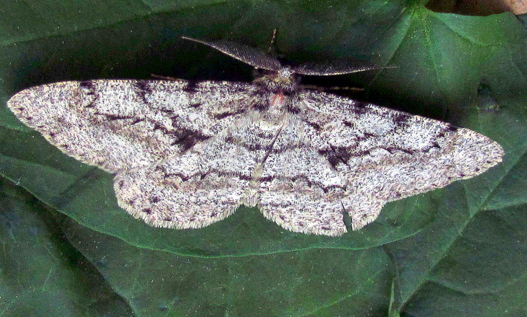 Hypomecis roboraria - nagy tölgyfaaraszoló