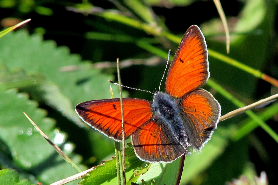 Lycaena hippothoe - havasi tűzlepke