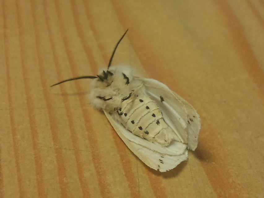 Spilosoma lubricipedum - tejszínű medvelepke