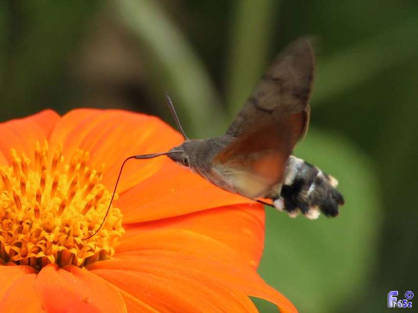 Macroglossum stellatarum - kacsafarkú szender