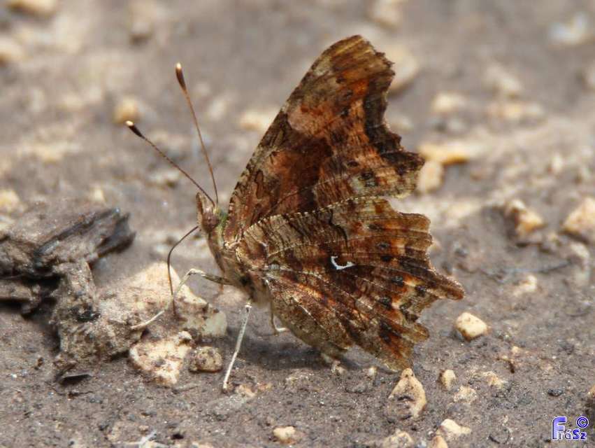 Nymphalis c-album - C-betűs lepke