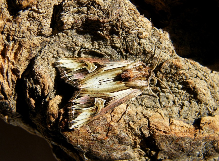 Actinotia polyodon - nagy sugarasbagoly