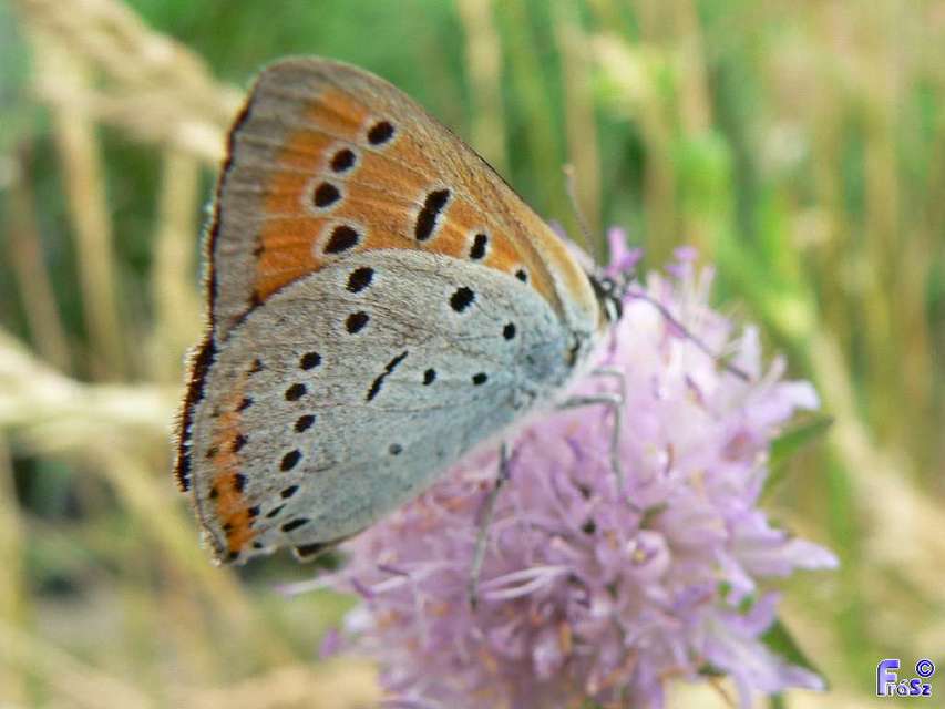 Lycaena dispar rutilus - nagy tűzlepke