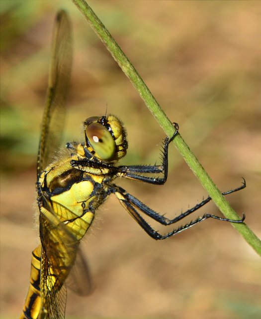 Orthetrum cancellatum - feketefarkú pásztorszitakötő