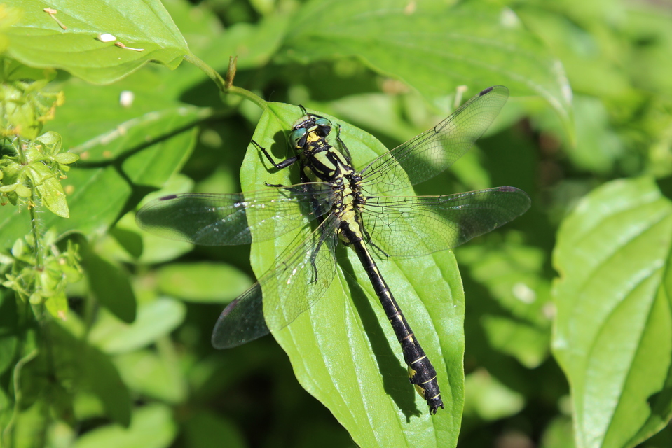 Gomphus vulgatissimus - feketelábú folyami-szitakötő