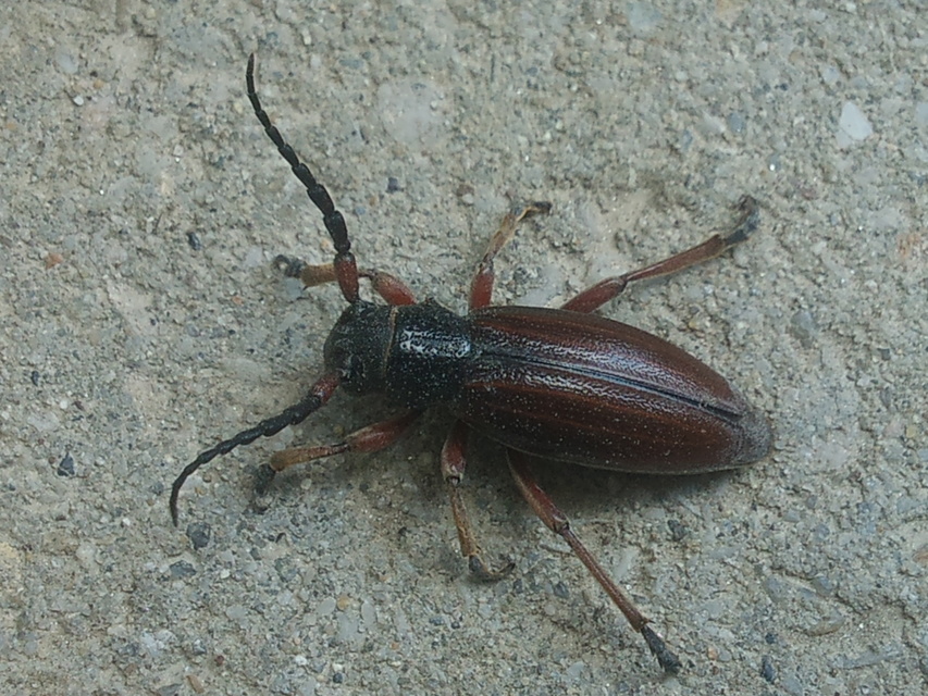Dorcadion fulvum - barna gyalogcincér