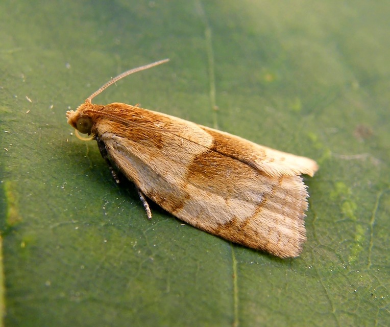 Clepsis rurinana - fakó sodrómoly