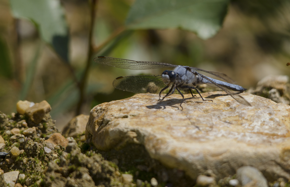 Orthetrum brunneum - pataki pásztorszitakötő