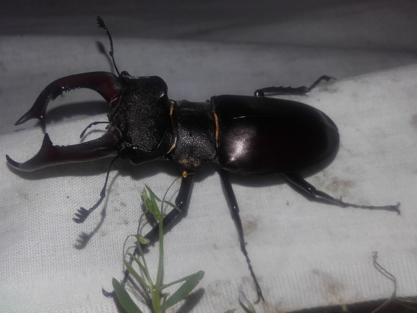 Lucanus cervus - nagy szarvasbogár