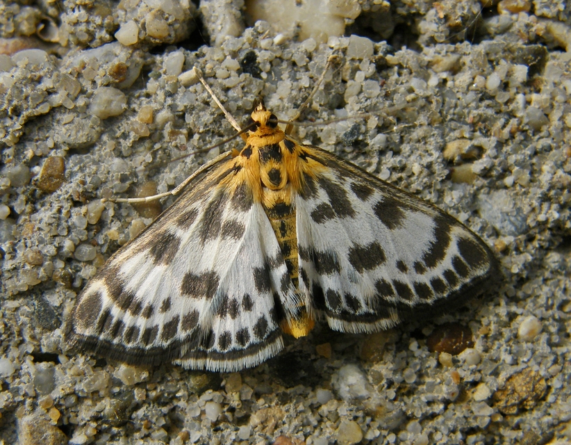 Anania hortulata - tarka csalánmoly