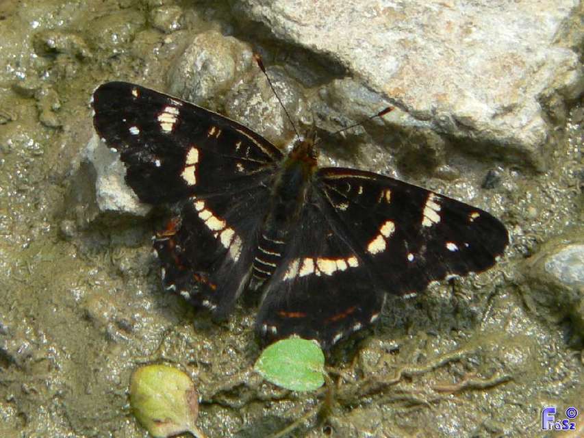 Araschnia levana - pókhálós lepke