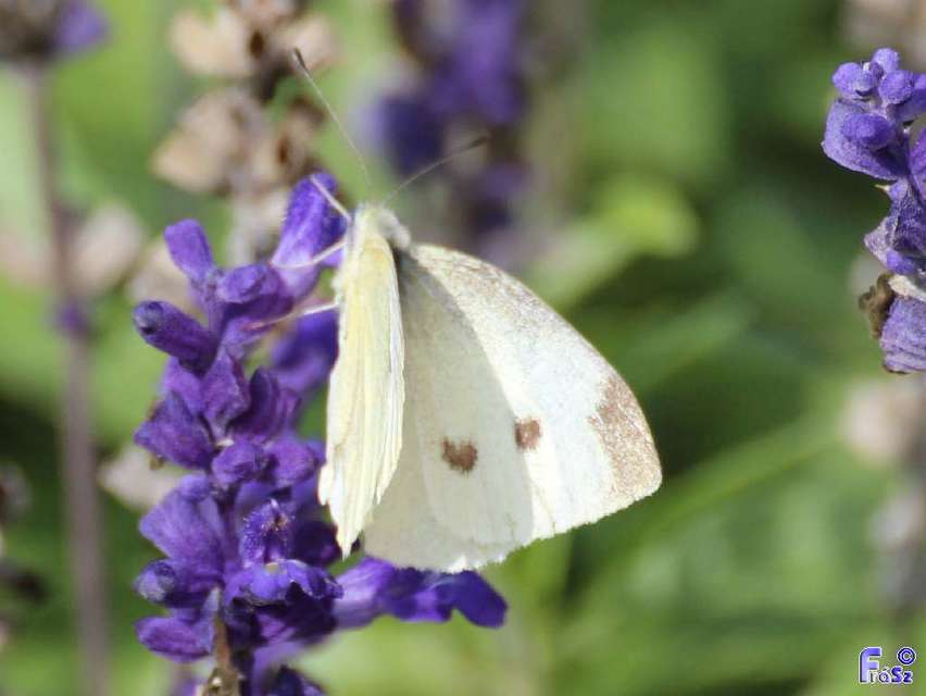 Pieris rapae - répalepke