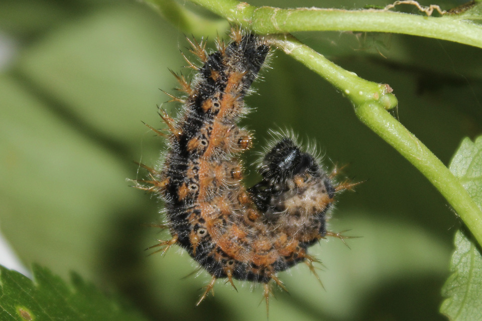 Nymphalis polychloros - nagy rókalepke