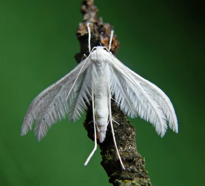 Pterophorus pentadactyla - fehér tollasmoly