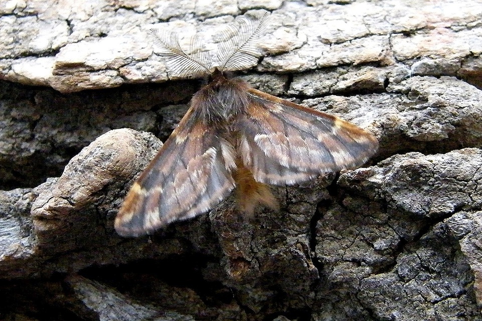 Ptilophora plumigera - tollas púposszövő