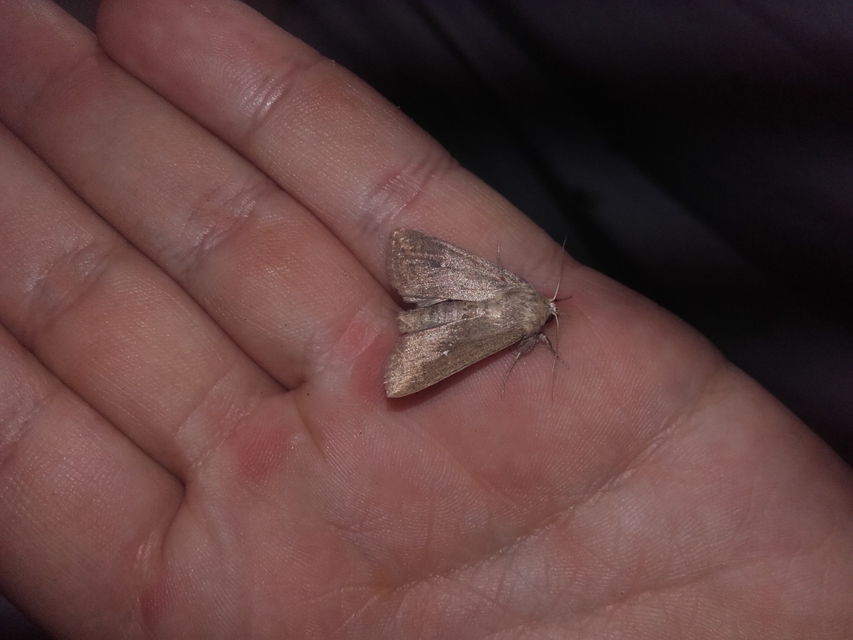 Mythimna albipuncta - fehérpettyes rétibagoly