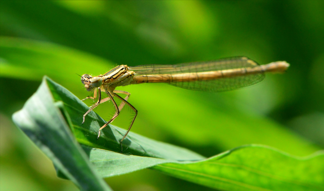 Platycnemis pennipes - széleslábú szitakötő