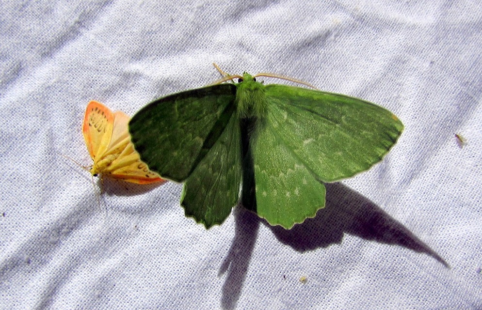 Geometra papilionaria - nagy zöldaraszoló