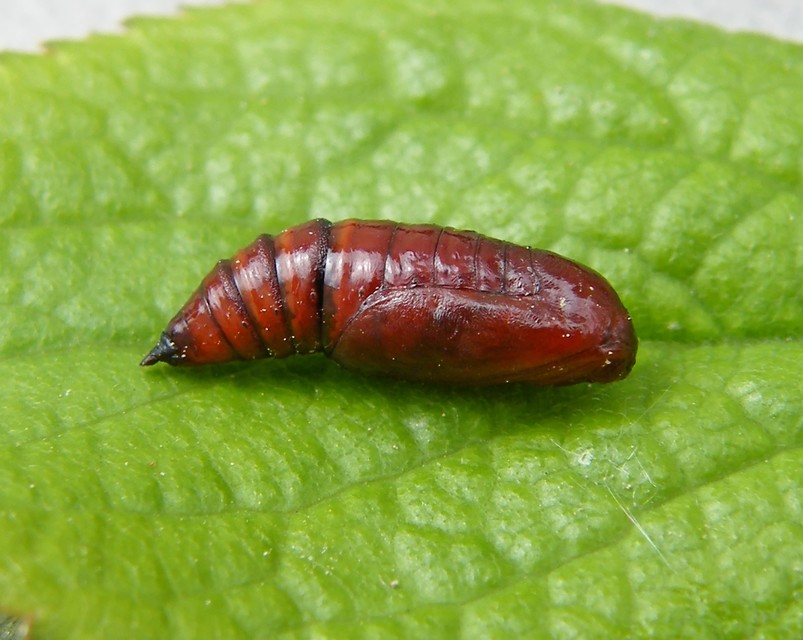 Philereme vetulata - levélsodró araszoló