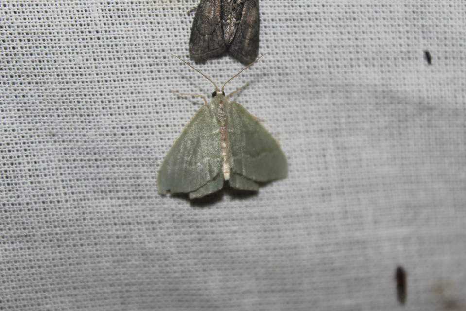 Hemithea aestivaria - nyír-zöldaraszoló