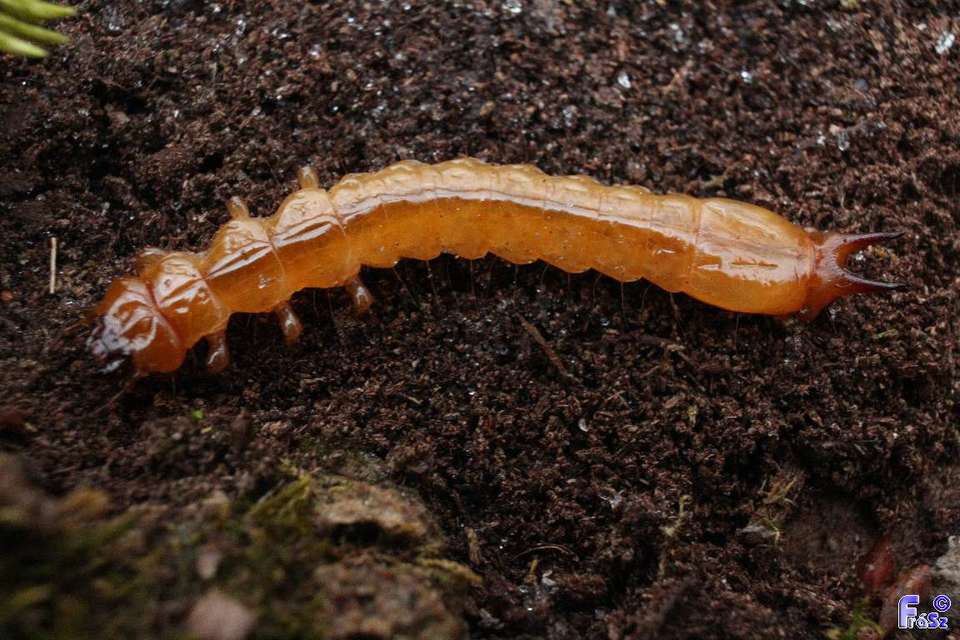 Pyrochroa coccinea - nagy bíborbogár