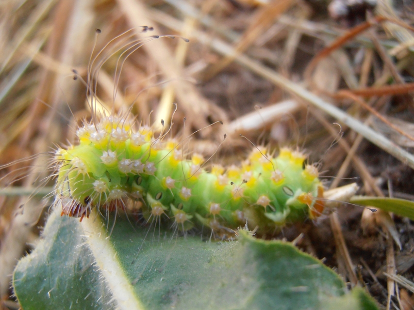 Saturnia pyri - nagy pávaszem